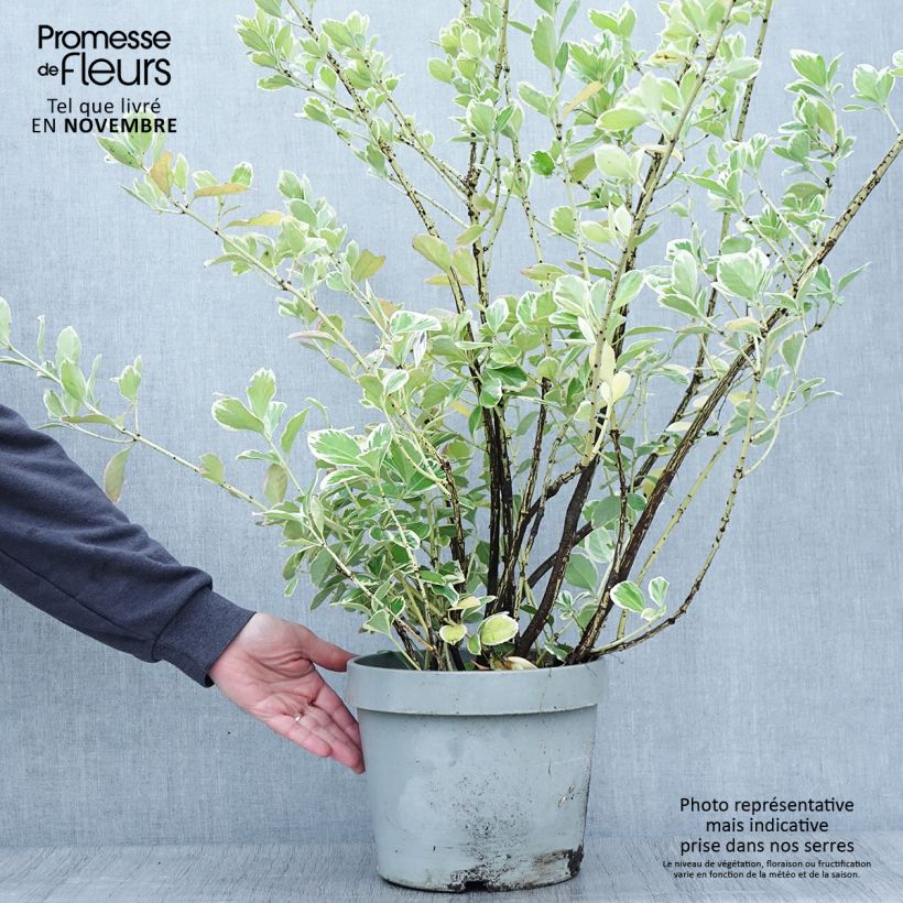 Exemplar von Japanischer Spindelstrauch Silver King - Euonymus japonicus wie im Herbst geliefert