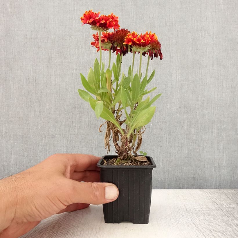 Exemplar von Gaillarde Fanfare Blaze - Gaillarde rouge, orange et jaune Godet de 8/9 cm wie im Sommer geliefert