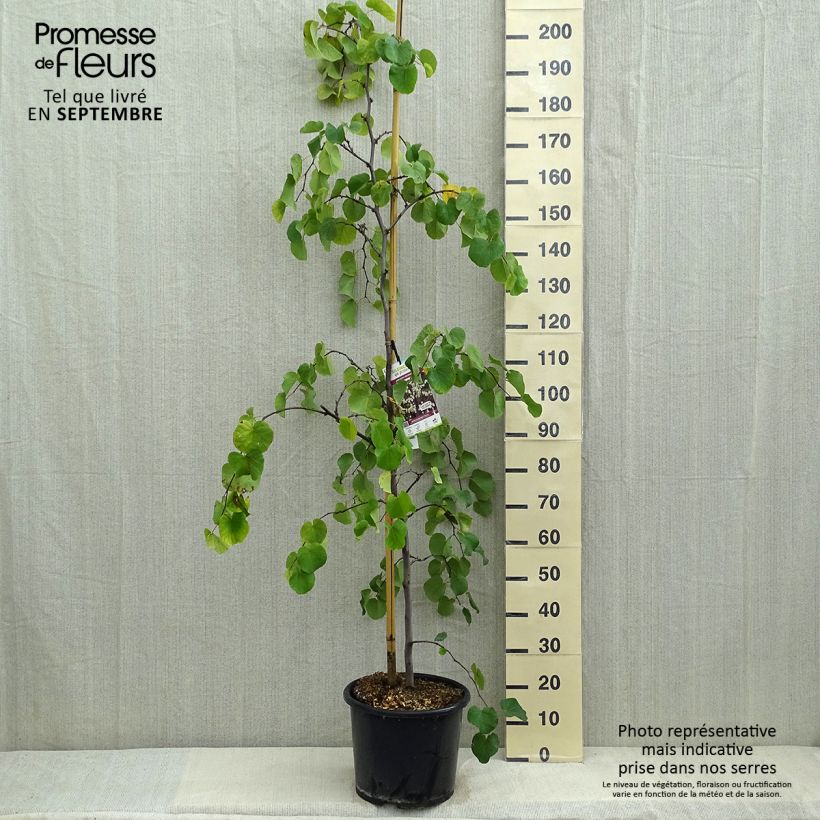 Exemplar von Gainier du Canada - Cercis canadensis Royal White Pot de 12L/15L wie im Sommer geliefert