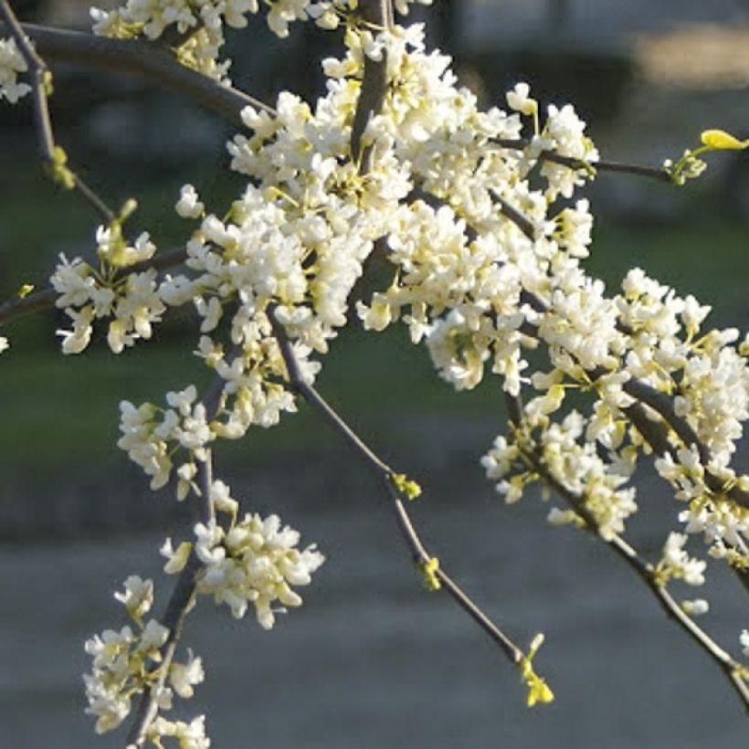 Kanadischer Judasbaum Vanilla Twist - Cercis canadensis (Blüte)