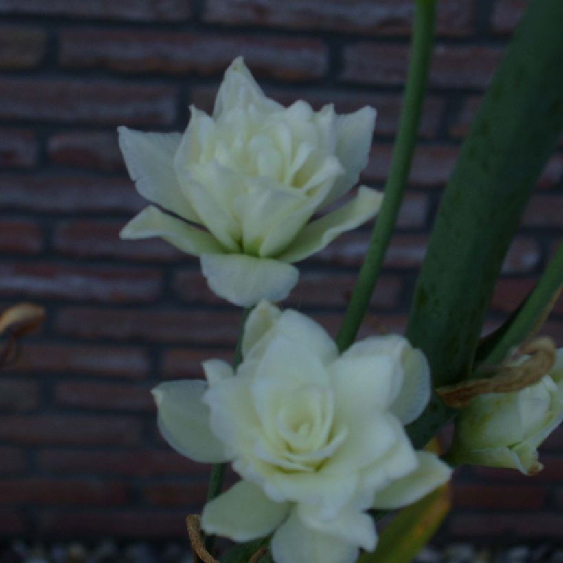 Galtonia candicans Moonbeam - Riesenhyazinthe (Blüte)