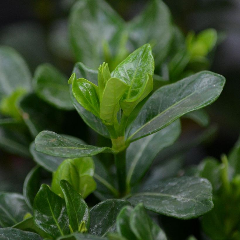 Gardenie Kleim's Hardy - Gardenia jasminoides (Laub)