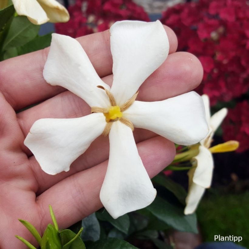 Gardenie Pinwheel - Gardenia jasminoides (Blüte)