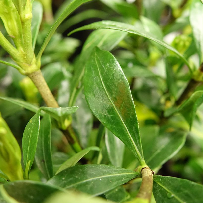 Gardenie Sweetheart - Gardenia jasminoides (Laub)