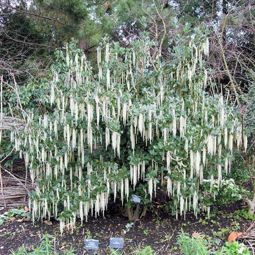 Garrya elliptica - Spalier-Becherkätzchen (Hafen)