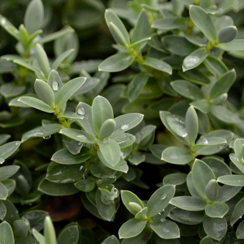 Gaultheria procumbens - Scheinbeere (Laub)