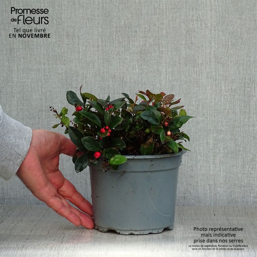 Exemplar von Gaultheria procumbens - Scheinbeere wie im Herbst geliefert