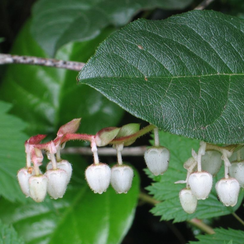 Gaultheria shallon - Shallon-Scheinbeere (Laub)