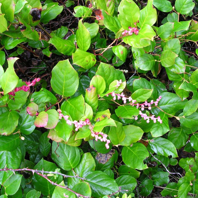 Gaultheria shallon - Shallon-Scheinbeere (Hafen)