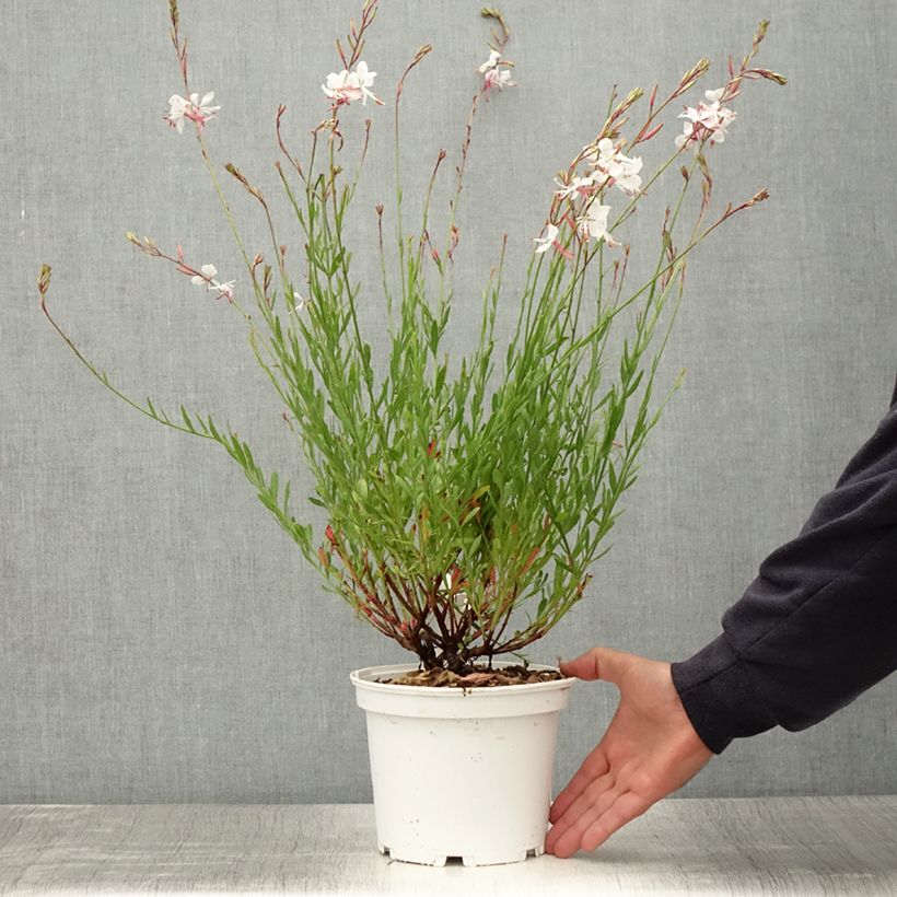 Exemplar von Gaura lindheimeri Blanche - Gaura de Lindheimer en pot de 2/3 litres wie im Sommer geliefert