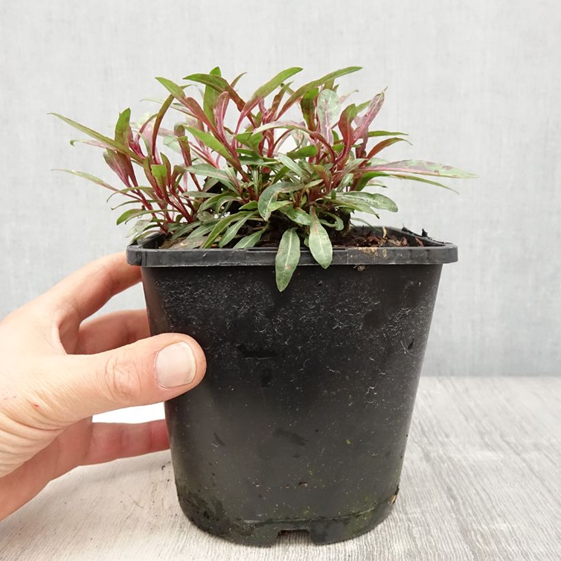 Exemplar von Gaura lindheimeri Blaze - Gaura de Lindheimer Pot de 2L/3L wie im Frühjahr geliefert