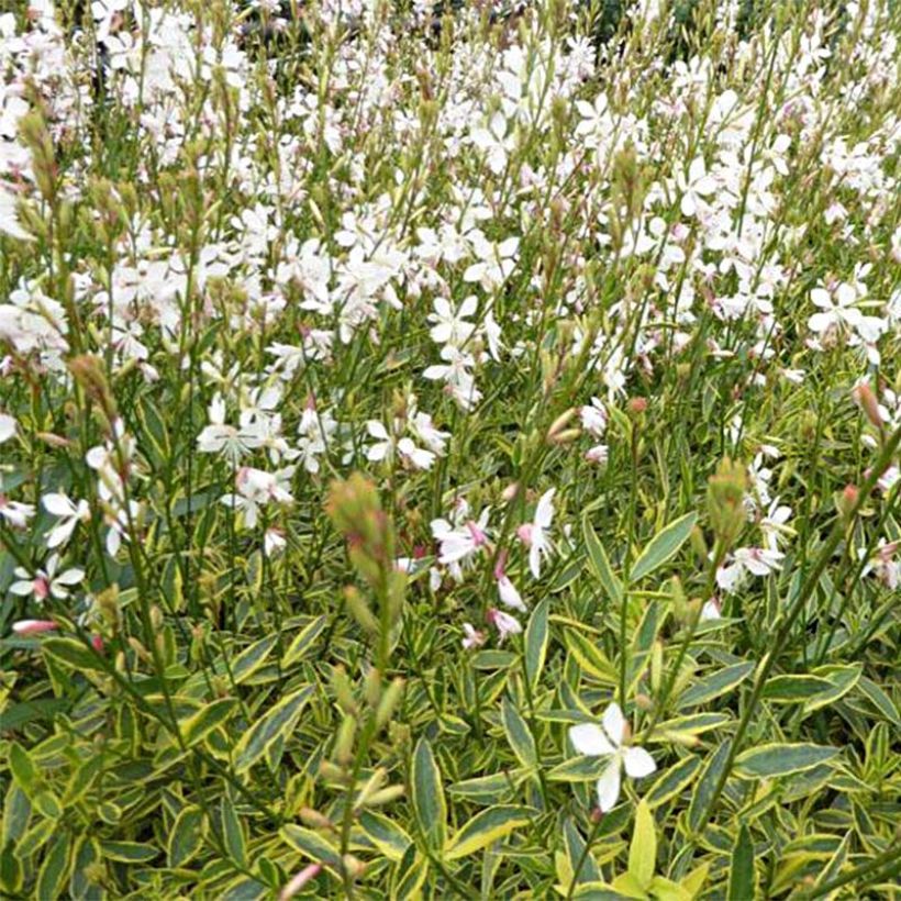 Prachtkerze Corrie s Gold - Gaura lindheimeri (Blüte)