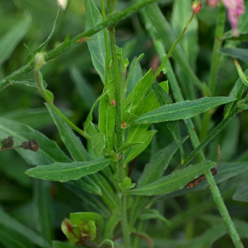 Prachtkerze Rosy Jane - Gaura lindheimeri (Laub)