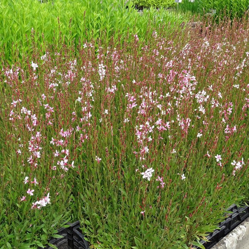 Prachtkerze Siskiyou pink - Gaura lindheimeri (Hafen)