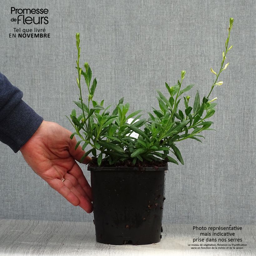 Exemplar von Gaura lindheimeri Snowbird - Pot de 2L/3L wie im Herbst geliefert