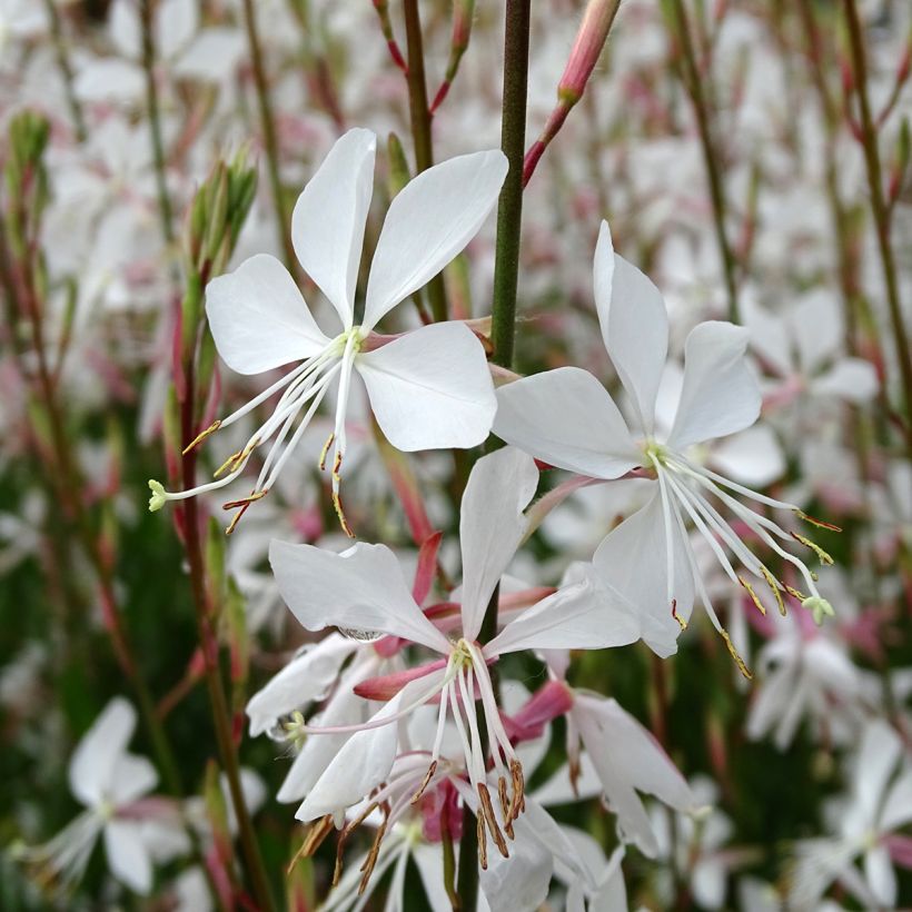 Prachtkerze Snowstorm - Gaura lindheimeri (Blüte)