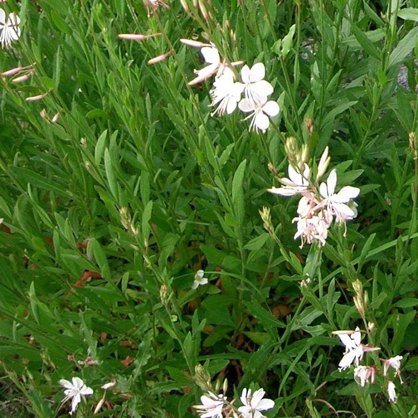 Prachtkerze Summer Breeze - Gaura lindheimeri (Laub)