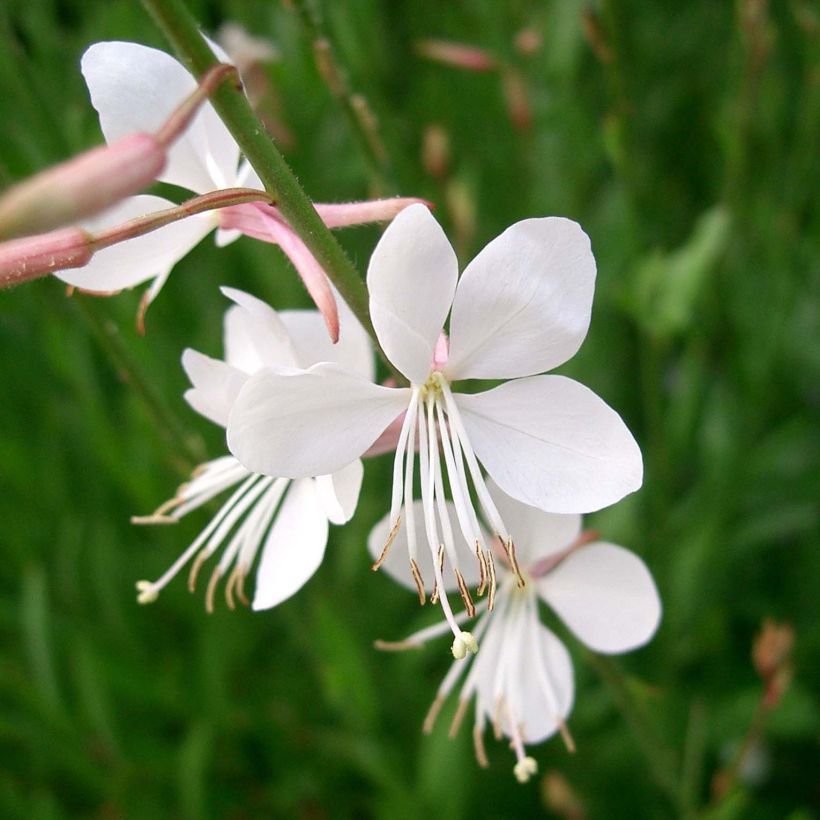 Prachtkerze Summer Breeze - Gaura lindheimeri (Blüte)