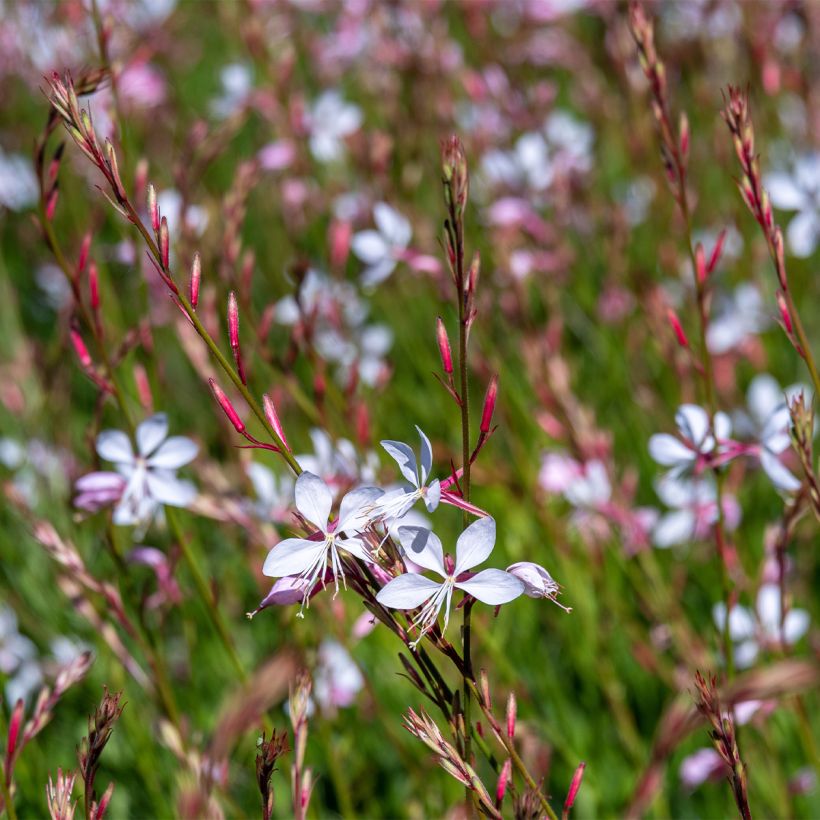 Prachtkerze Whirling Butterflies - Gaura lindheimeri (Hafen)