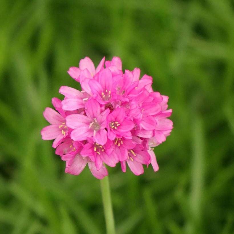 Armeria maritima Alba - Strand-Grasnelke (Blüte)