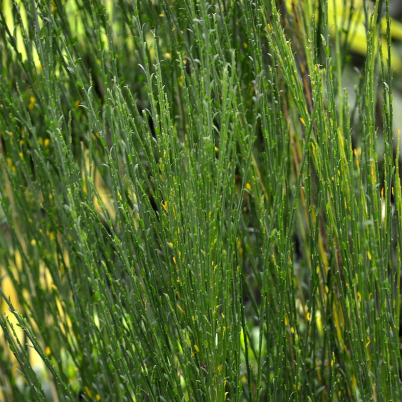 Edelginster Ruby - Cytisus scoparius (Laub)