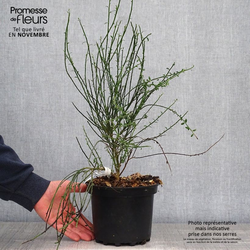 Exemplar von Genêt à balais - Cytisus scoparius La Coquette Pot de 2L/3L wie im Herbst geliefert