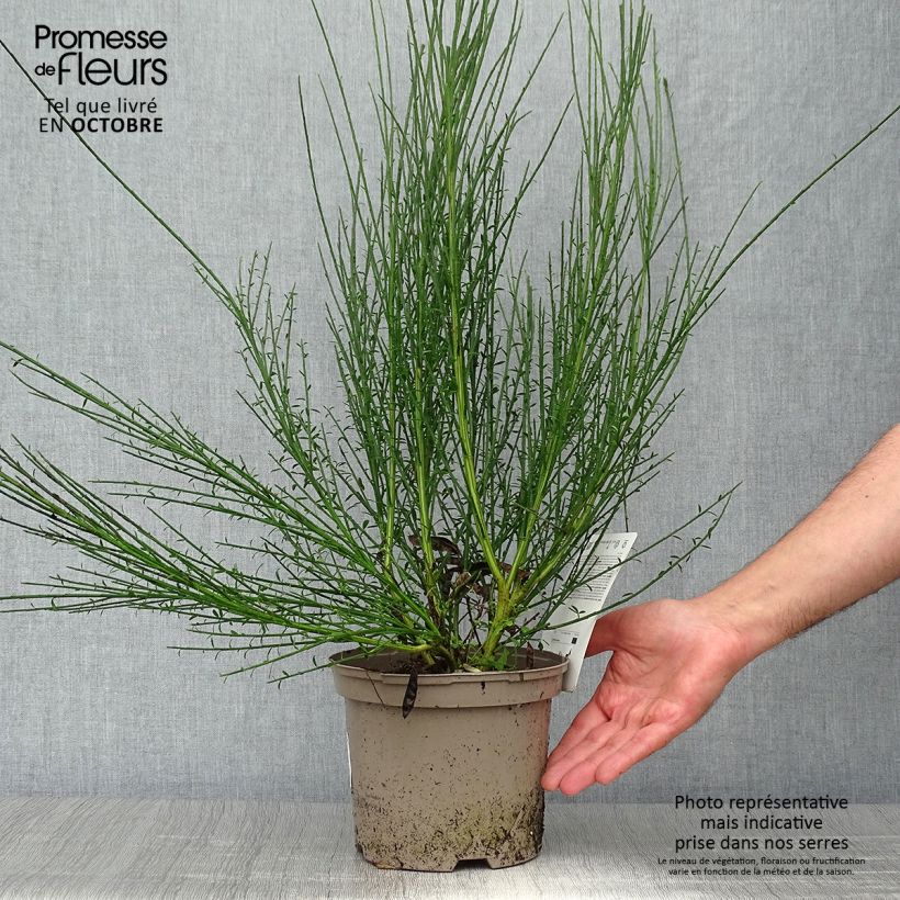 Exemplar von Genêt à balais - Cytisus scoparius Lena Pot de 2L/3L wie im Herbst geliefert