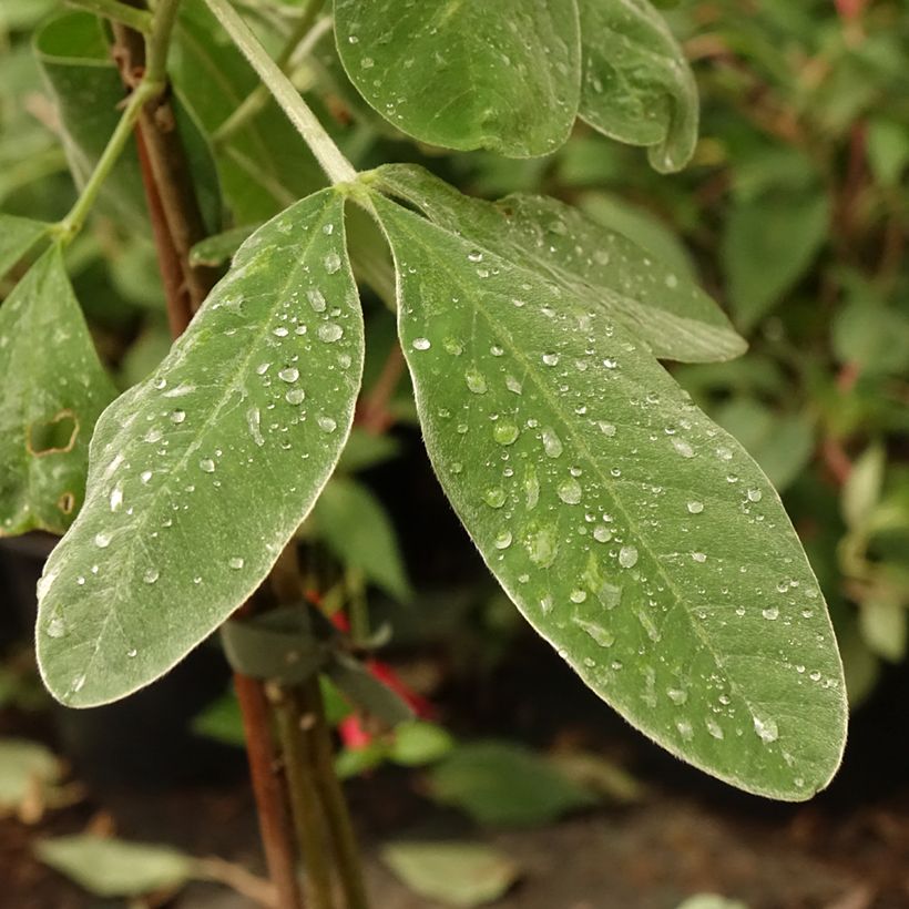 Cytisus battandieri - Marokkanischer Ginster (Laub)