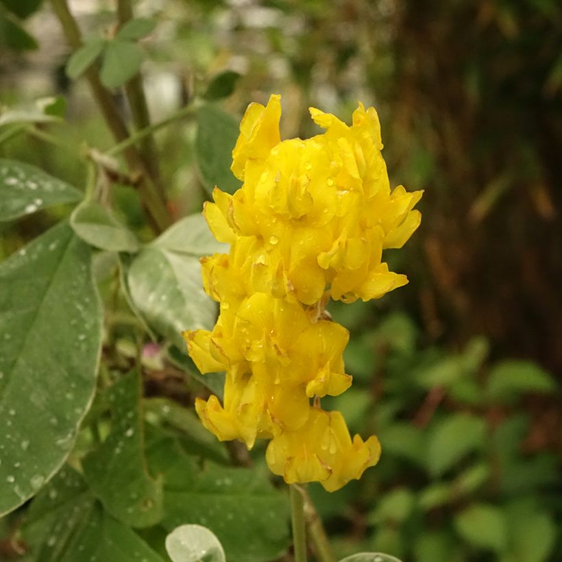 Cytisus battandieri - Marokkanischer Ginster (Blüte)