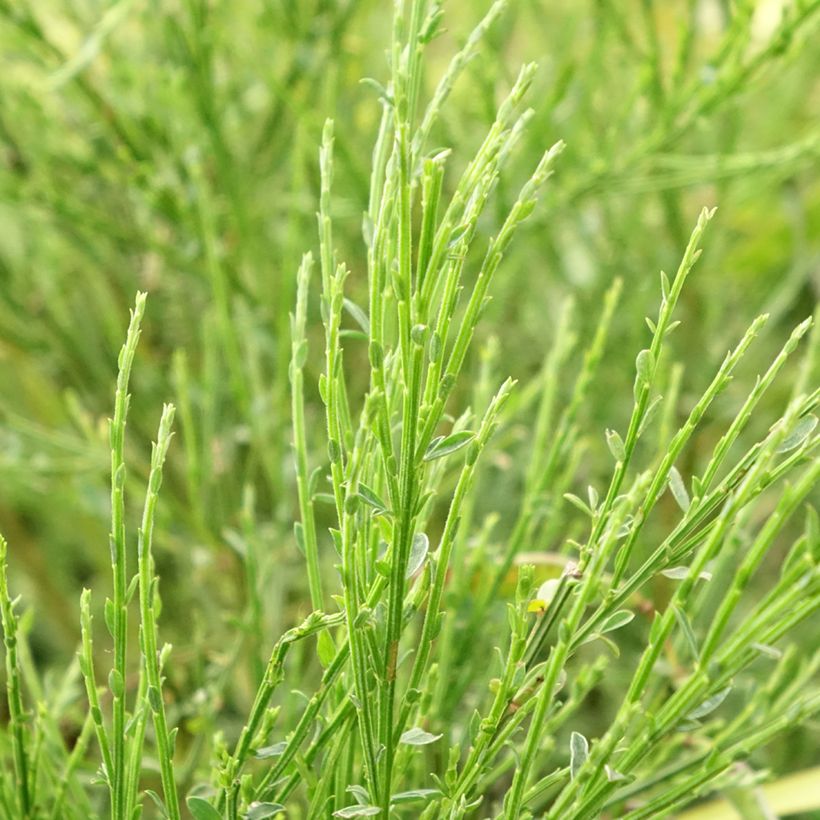 Edelginster Golden Sunlight - Cytisus scoparius (Laub)