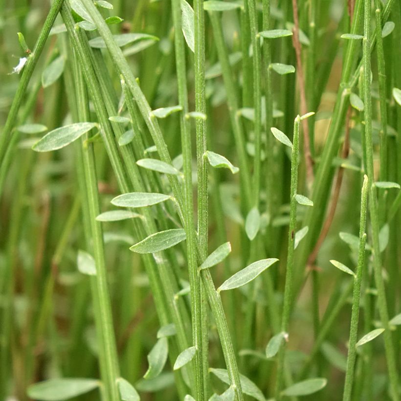 Elfenbeinginster Hollandia - Cytisus praecox (Laub)