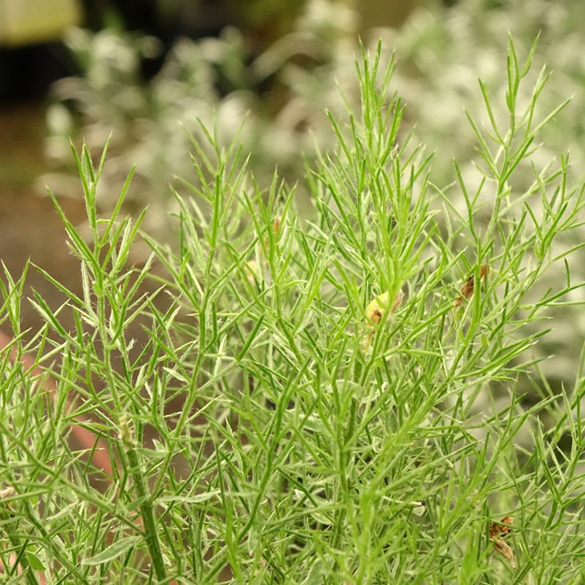 Spanischer Ginster - Genista hispanica (Laub)