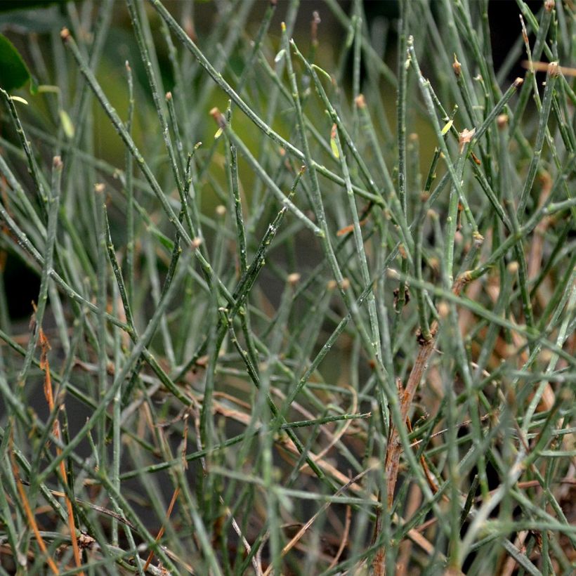 Stein-Ginster - Genista lydia (Laub)