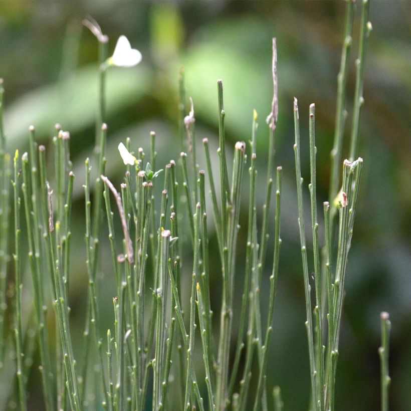 Elfenbeinginster Albus - Cytisus praecox (Laub)