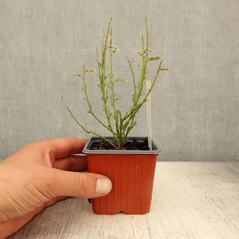 Exemplar von Genêt précoce - Cytisus praecox Allgold - Godet de 8/9 cm wie im Frühjahr geliefert