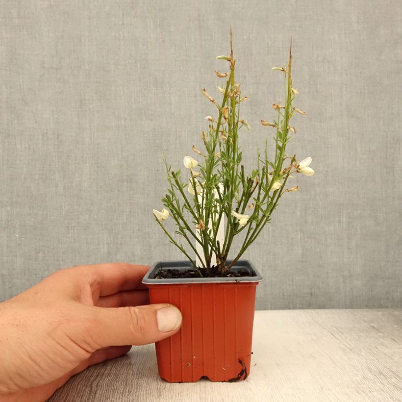 Exemplar von Elfenbeinginster - Cytisus praecox Kleine Töpfe von 8/9 cm wie im Frühjahr geliefert