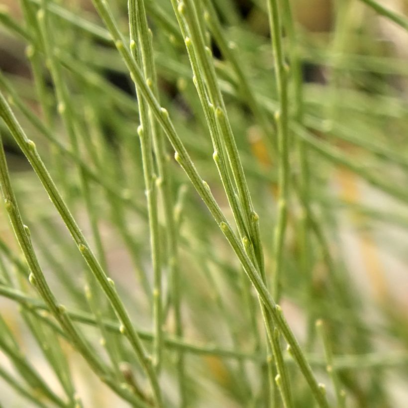 Elfenbeinginster - Cytisus praecox (Laub)