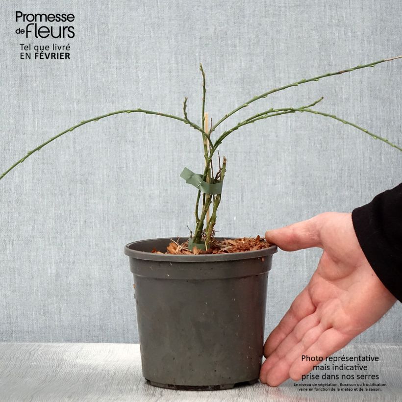 Exemplar von Genêt rampant - Cytisus kewensis Pot de 2L/3L wie im Winter geliefert