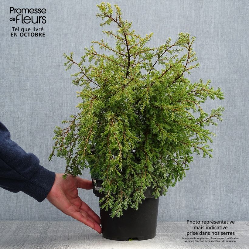 Exemplar von Genévrier commun - Juniperus communis Gold Cone                Pot de 2L/3L wie im Herbst geliefert