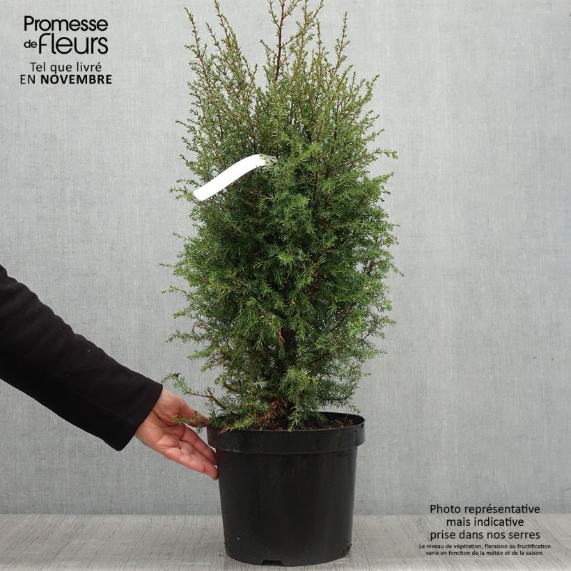 Exemplar von Genévrier commun - Juniperus communis Hibernica en pot de 7,5L/10L wie im Herbst geliefert