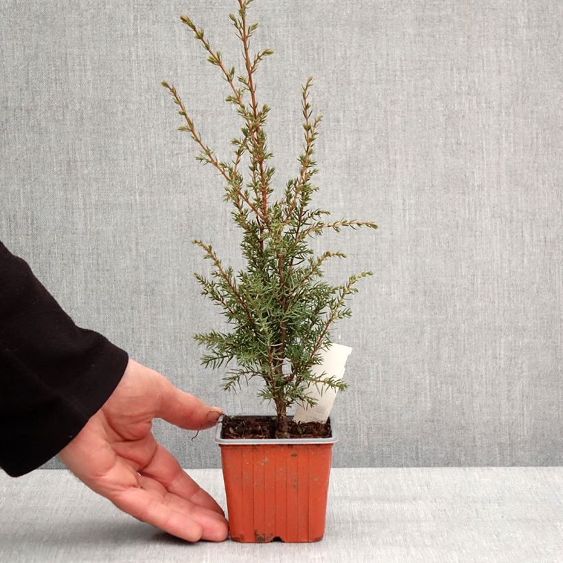 Exemplar von Juniperus communis Hibernica Kleine Töpfe von 8/9 cm wie im Winter geliefert