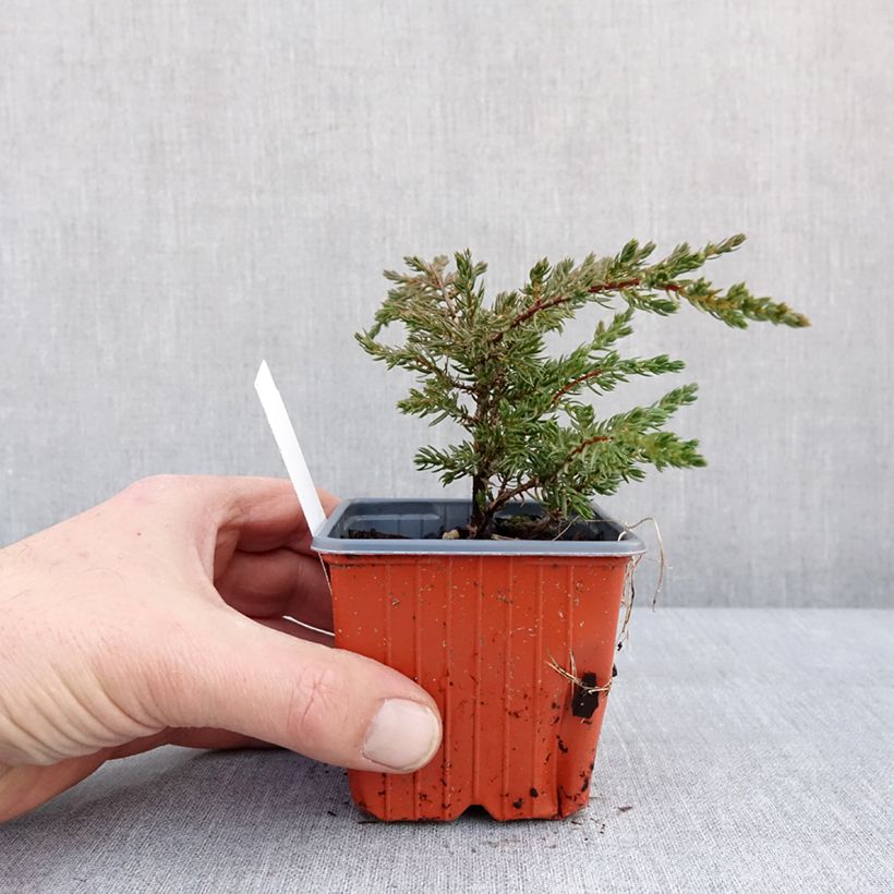 Exemplar von Juniperus communis Repanda Kleine Töpfe von 8/9 cm wie im Winter geliefert