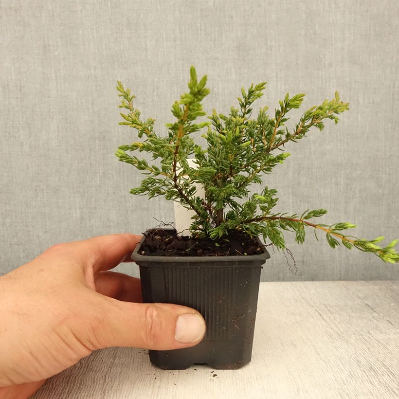 Exemplar von Juniperus communis Repanda Kleine Töpfe von 8/9 cm wie im Frühjahr geliefert