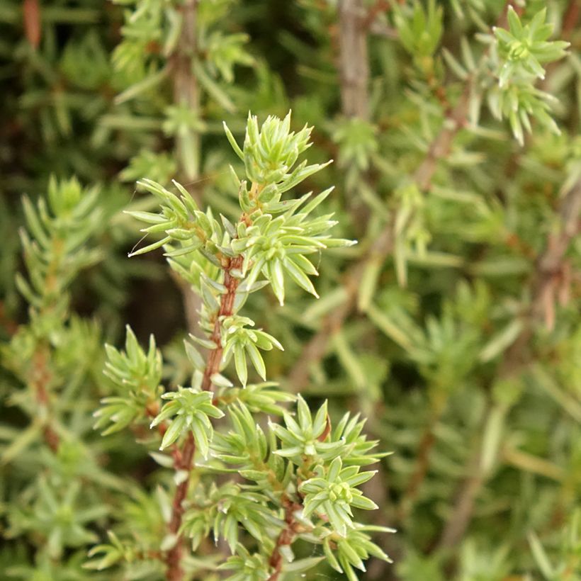 Juniperus communis Sentinel (Laub)