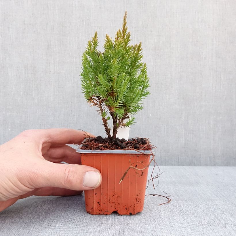 Exemplar von Juniperus chinensis Stricta Kleine Töpfe von 8/9 cm wie im Winter geliefert