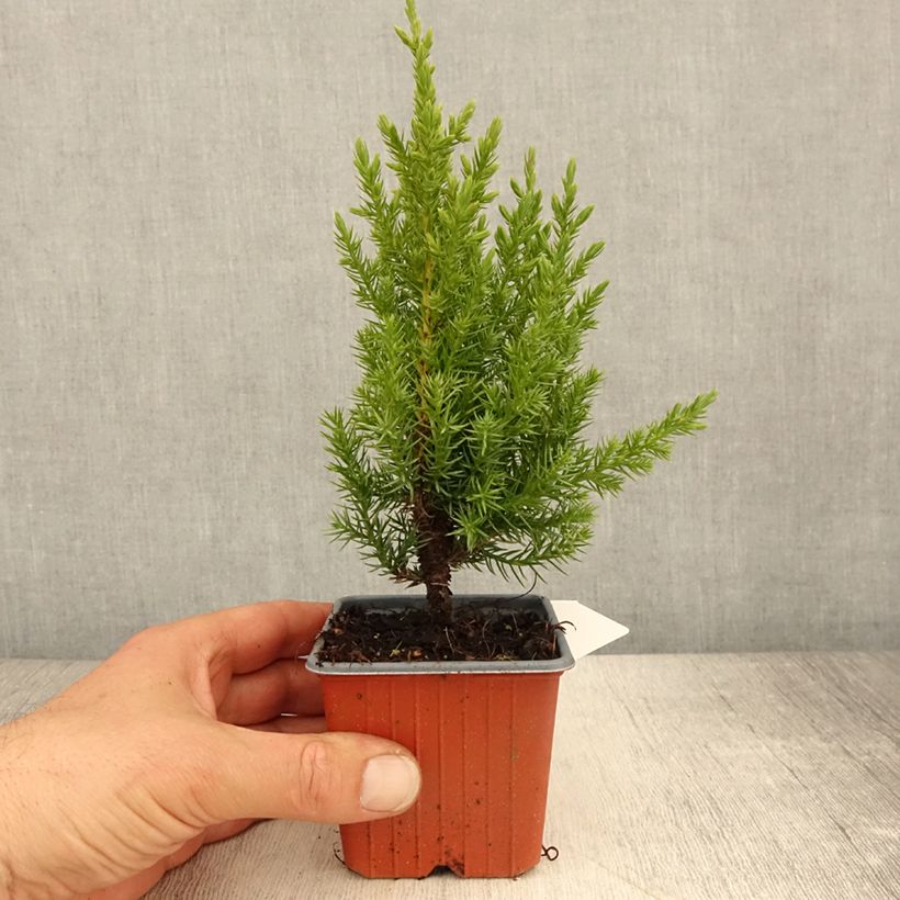 Exemplar von Juniperus chinensis Stricta wie im Frühjahr geliefert