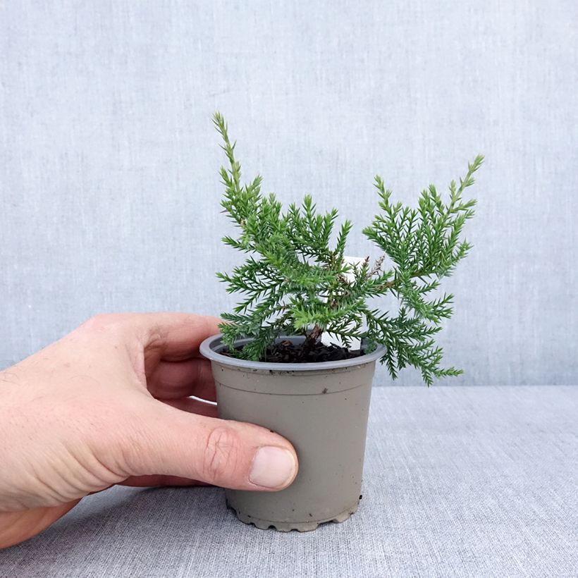 Exemplar von Juniperus pfitzeriana Compacta Kleine Töpfe von 8/9 cm wie im Winter geliefert