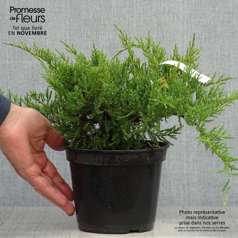 Exemplar von Juniperus pfitzeriana Compacta wie im Herbst geliefert