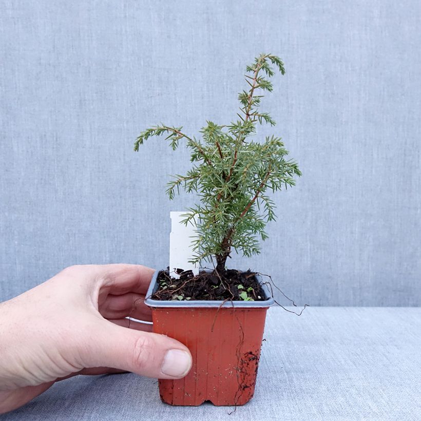 Exemplar von Juniperus communis Suecica Kleine Töpfe von 8/9 cm wie im Winter geliefert