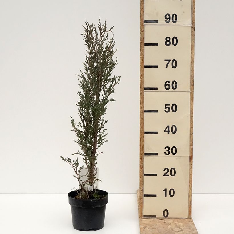 Exemplar von Juniperus scopulorum Blue Ivory Topf mit 2L/3LGelieferte Höhe ca. 30cm wie im Winter geliefert